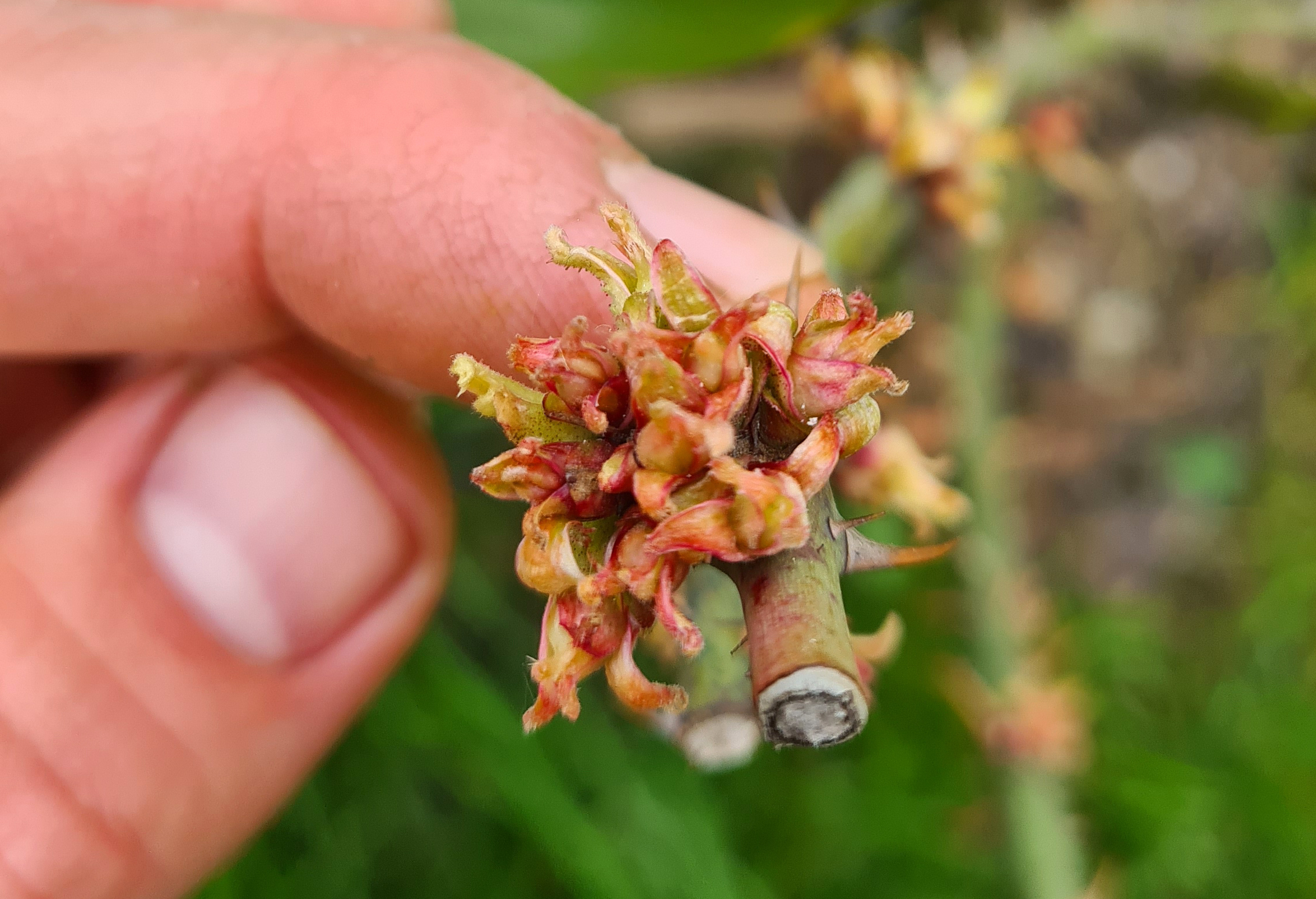 Rozeta Trandafirilor