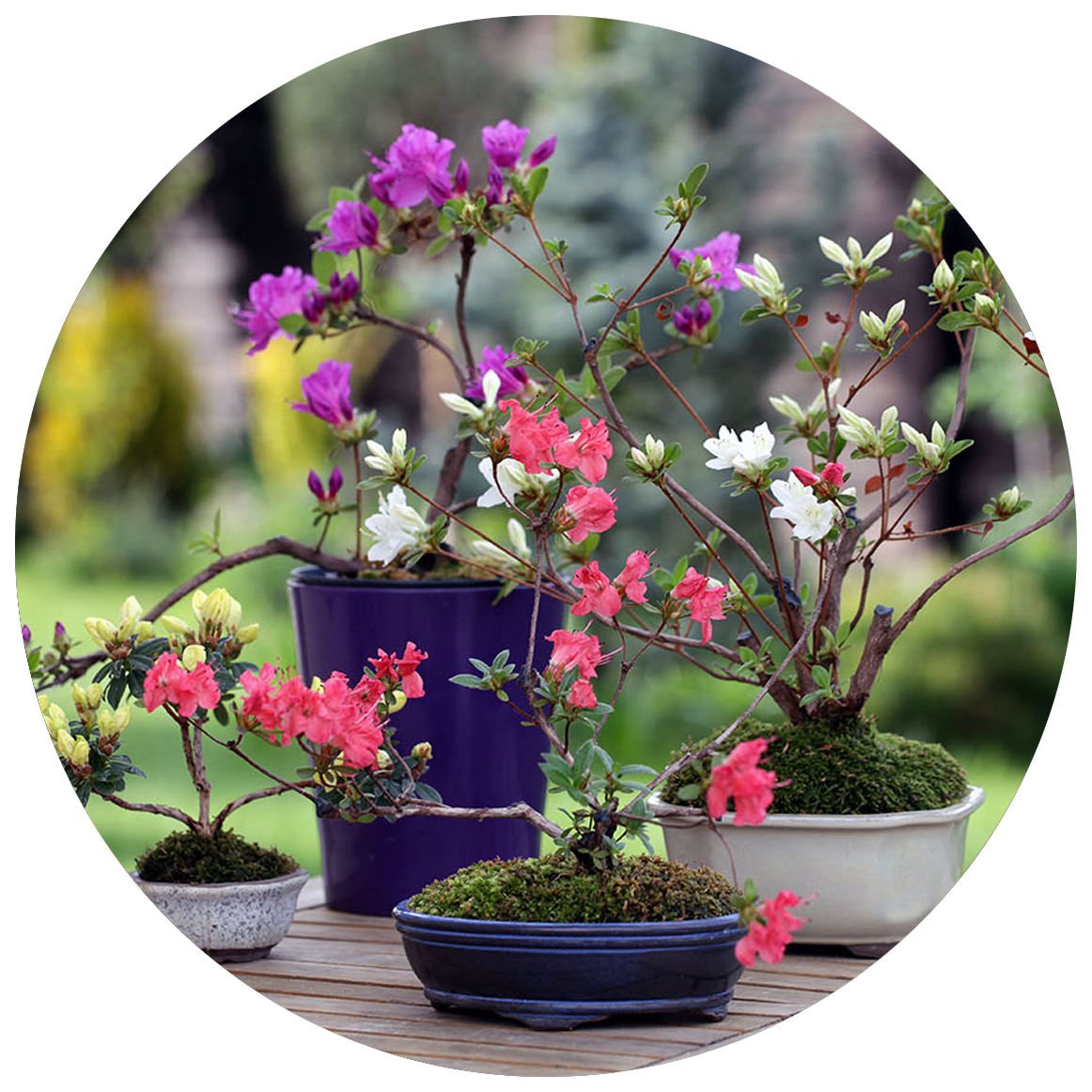 Image is not available