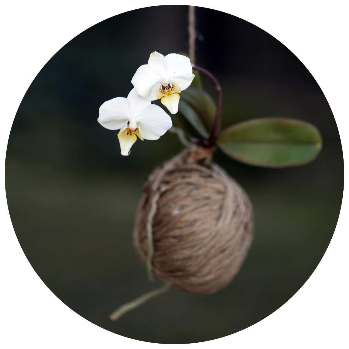 Image is not available