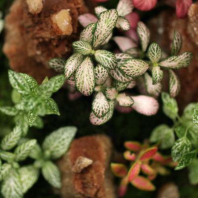 Terariu Munte de Diamante - D30x24.5cm