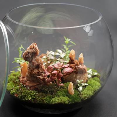 Terariu Munti de Diamante - D30x24.5cm