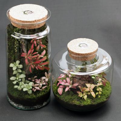 Cascada Tropicala - D14x32cm & Butoias Meteorit - D19x21cm