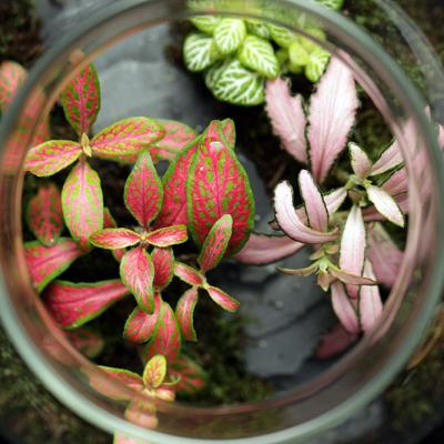 Borcan Glass Ball Poteca - 1.1l