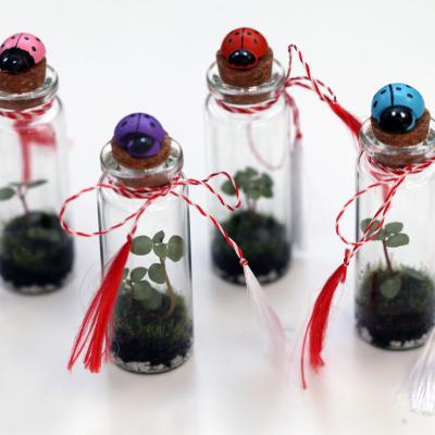 Terarii Martisor cu Planta