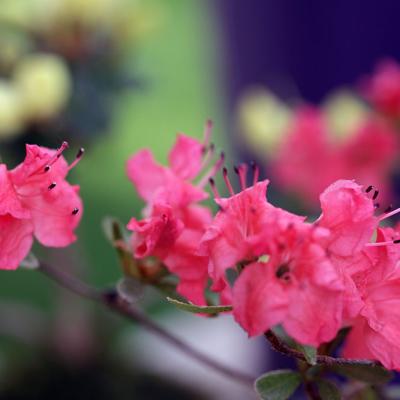 Rhododendron Japonicum 'Brilliant'