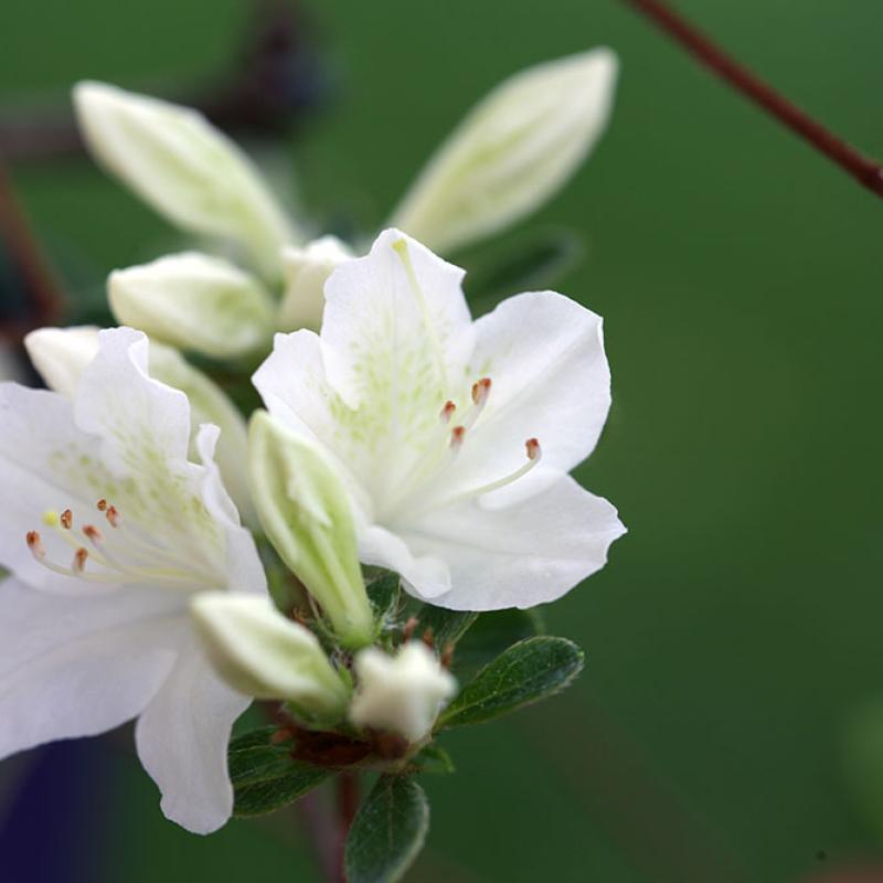 Rhododendron Japonicum