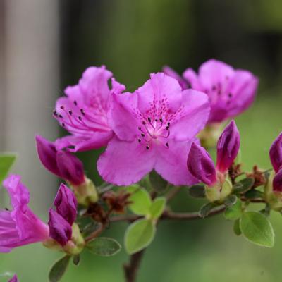 Rhododendron Japonicum 'KÖNIGSTEIN'
