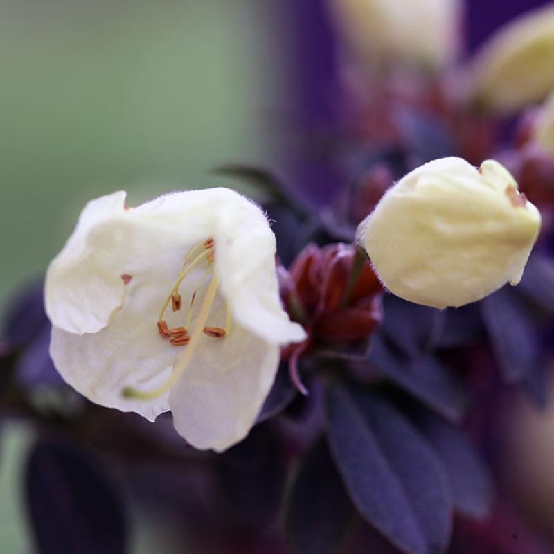 Rhododendron Japonicum Wrem