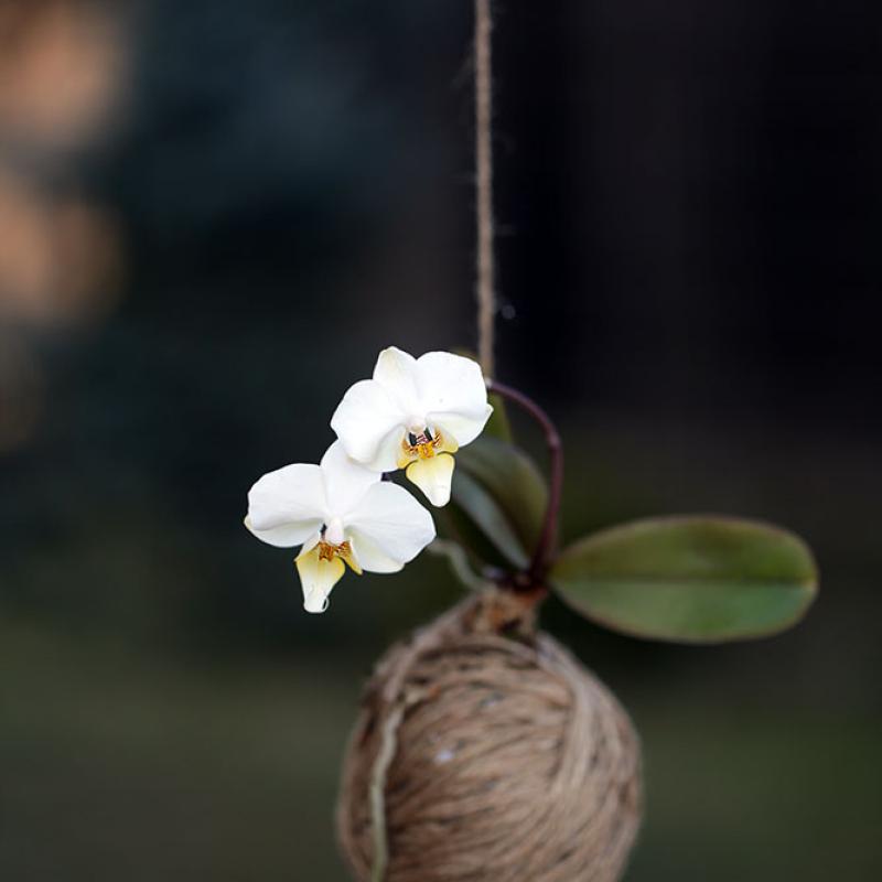 Kokedama Orhidee Phalaenopsis 