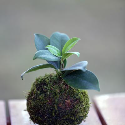 Kokedama Ficus Ginseng