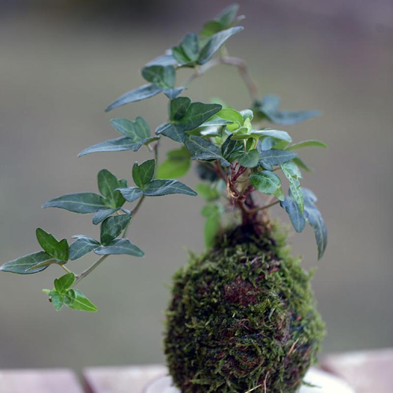 Kokedama Iedera