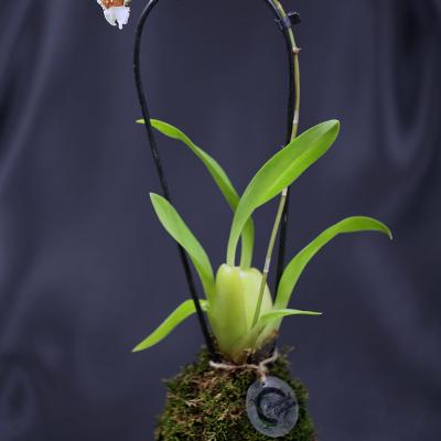 Oncidium maculatum - Orhidee 'Dancing Lady'