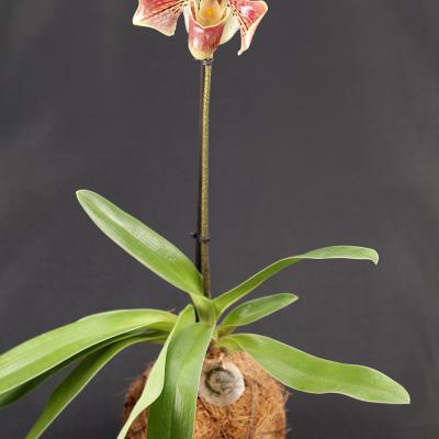 Kokedama Orhidee Paphiopedilum 'Chi Chi'