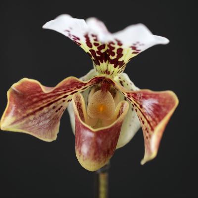 Orhidee Paphiopedilum 'Chi Chi'