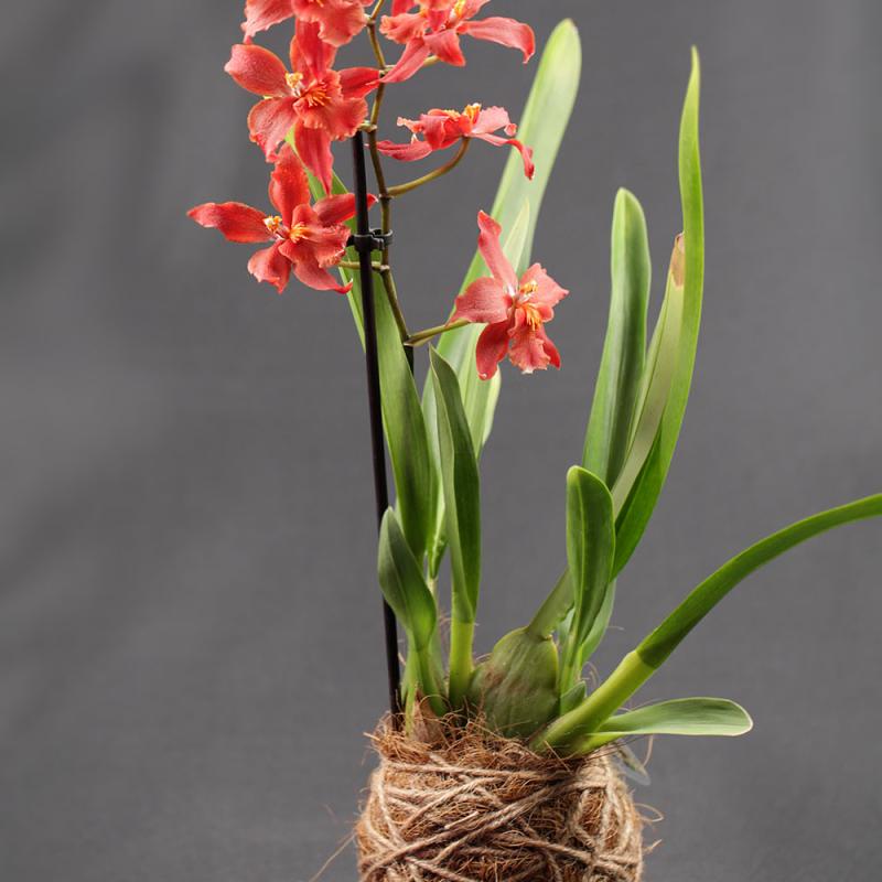 Orhidee Oncostele Space Mine Red