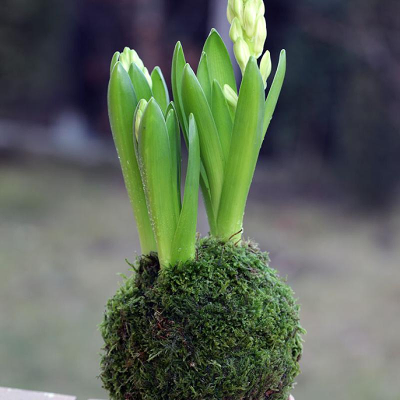 Kokedama Zambile x3