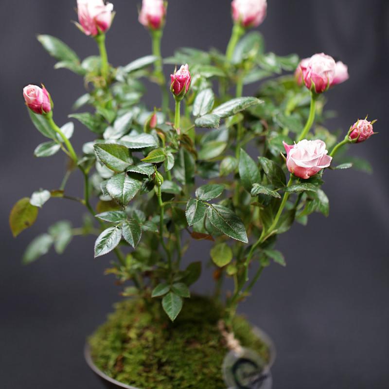 Kusamono Trandafiri - Primavara/Vara