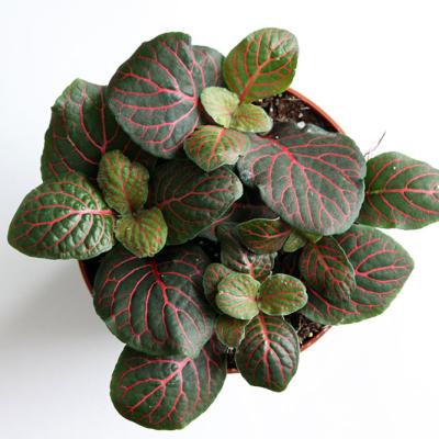 Fittonia Albivenis Red