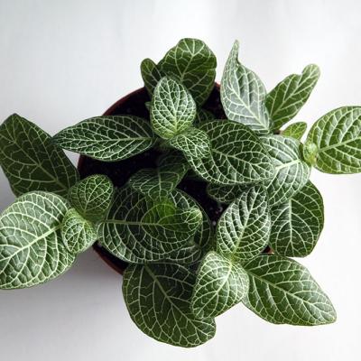 Fittonia Albivenis