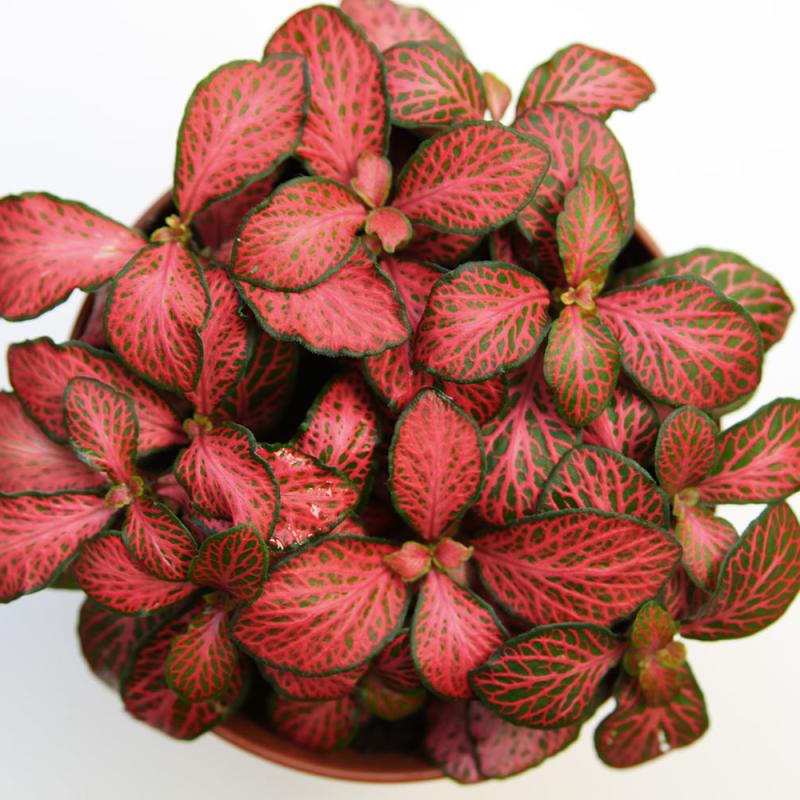 Fittonia Forest Flame