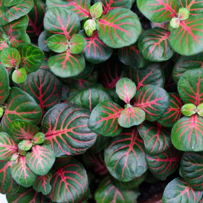 Fittonia Fortissimo