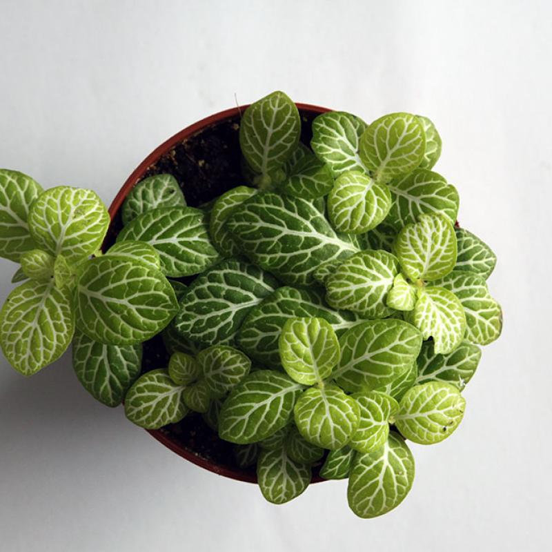 Fittonia Joly Lemon