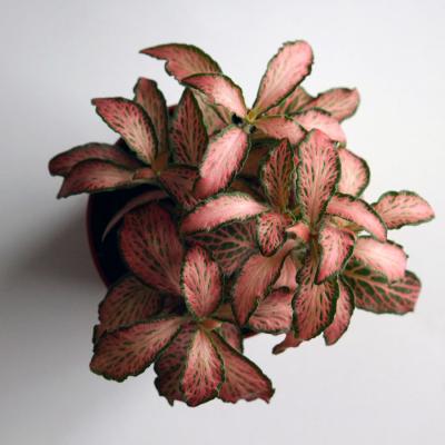 Fittonia Rosa