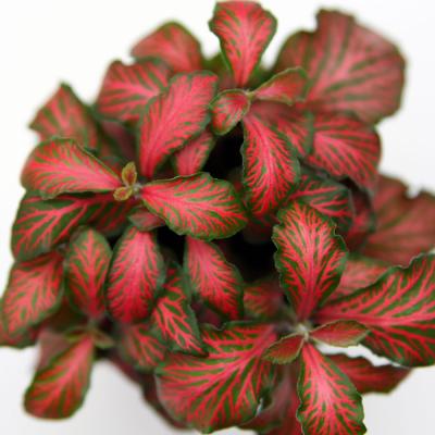 Fittonia Rosie