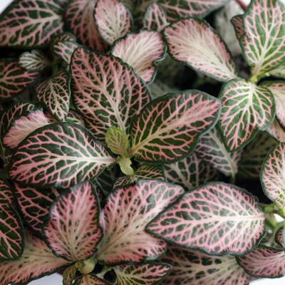 Fittonia Zalm Star