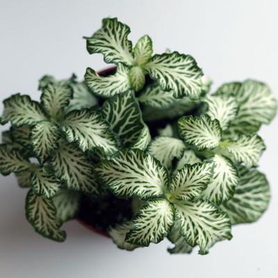 Fittonia