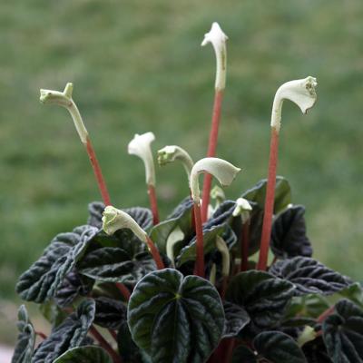 Peperomia Caperata Lilian 2