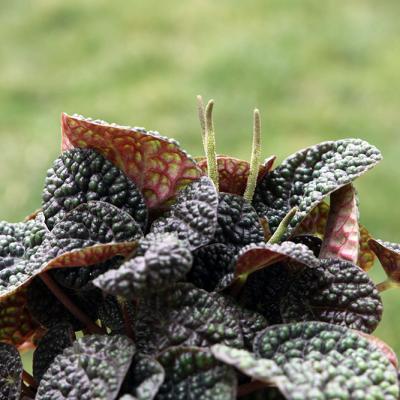 Peperomia Green Bubble 2