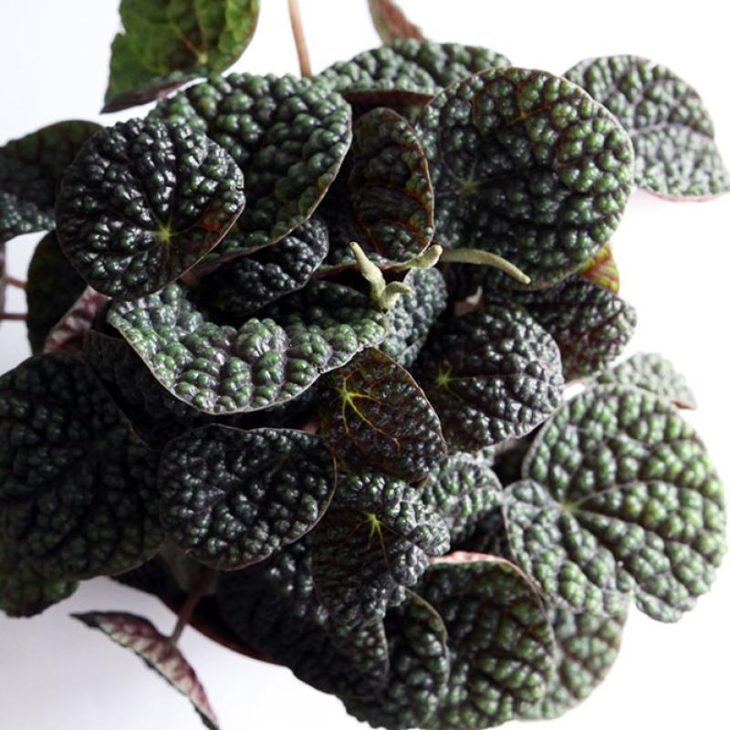 Peperomia Green Bubble