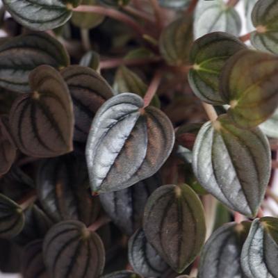 Peperomia Napoli Nights