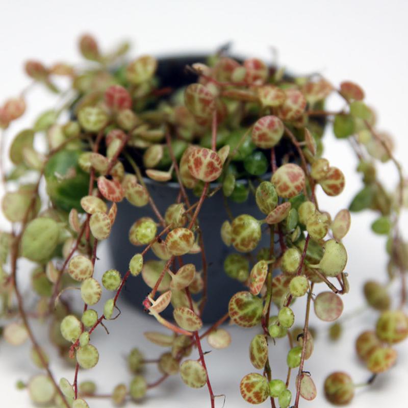 Peperomia Prostrata String Of Turtles