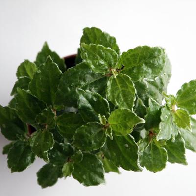 Pilea