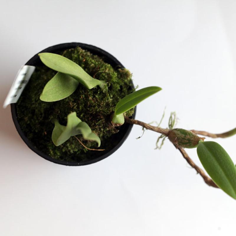 Bulbophillum Pardalotum