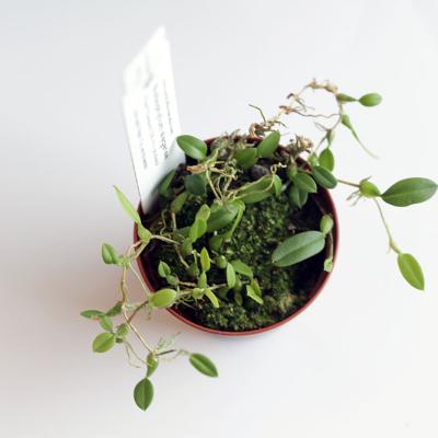 Bulbophyllum Alegense