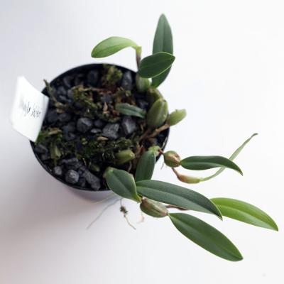 Bulbophyllum Bolsteri