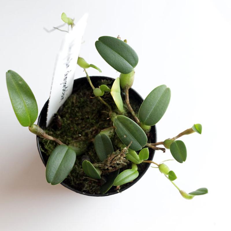 Bulbophyllum Chrysernetum