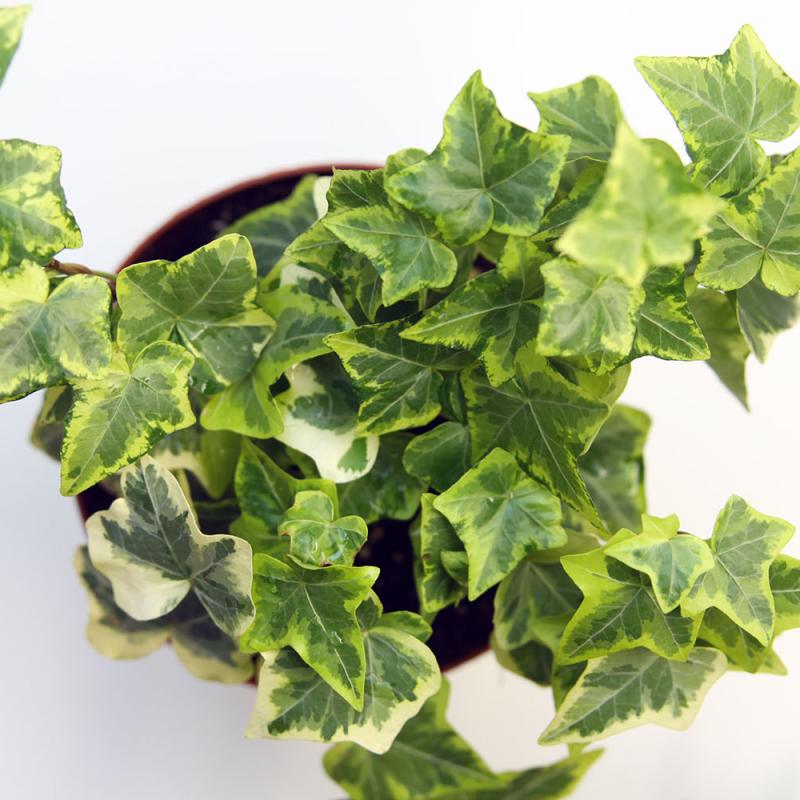 Hedera Golden Kolibri