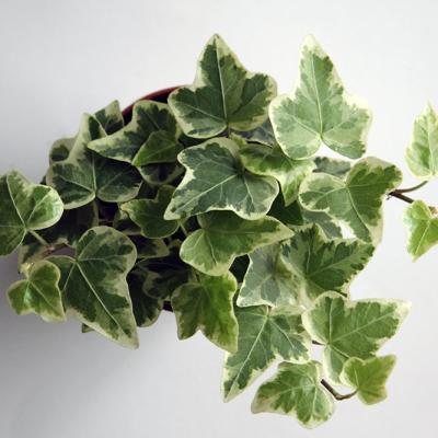 Hedera