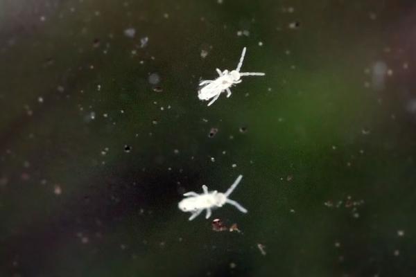 Colembole - Springtails