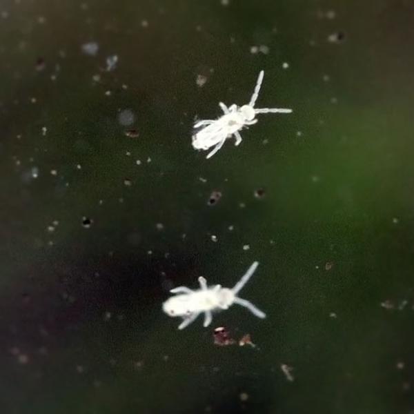 Colembole - Springtails