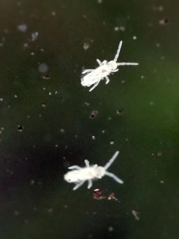 Colembole - Springtails