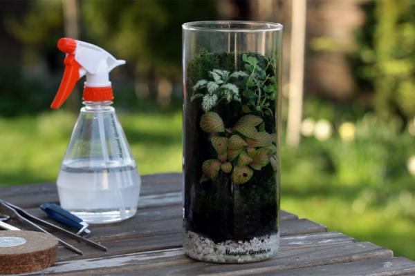 Cum sa intretinem un terariu cascada/perete de muschi