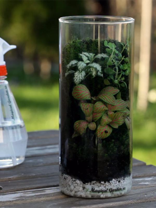 Cum sa intretinem un terariu cascada/perete de muschi