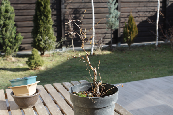 Fuji Chery - prima stilizare