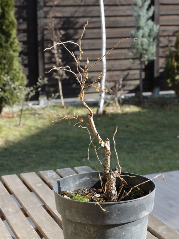 Fuji Chery - prima stilizare