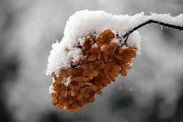 Iarna Revine \ Winter Returns @ Magical Garden